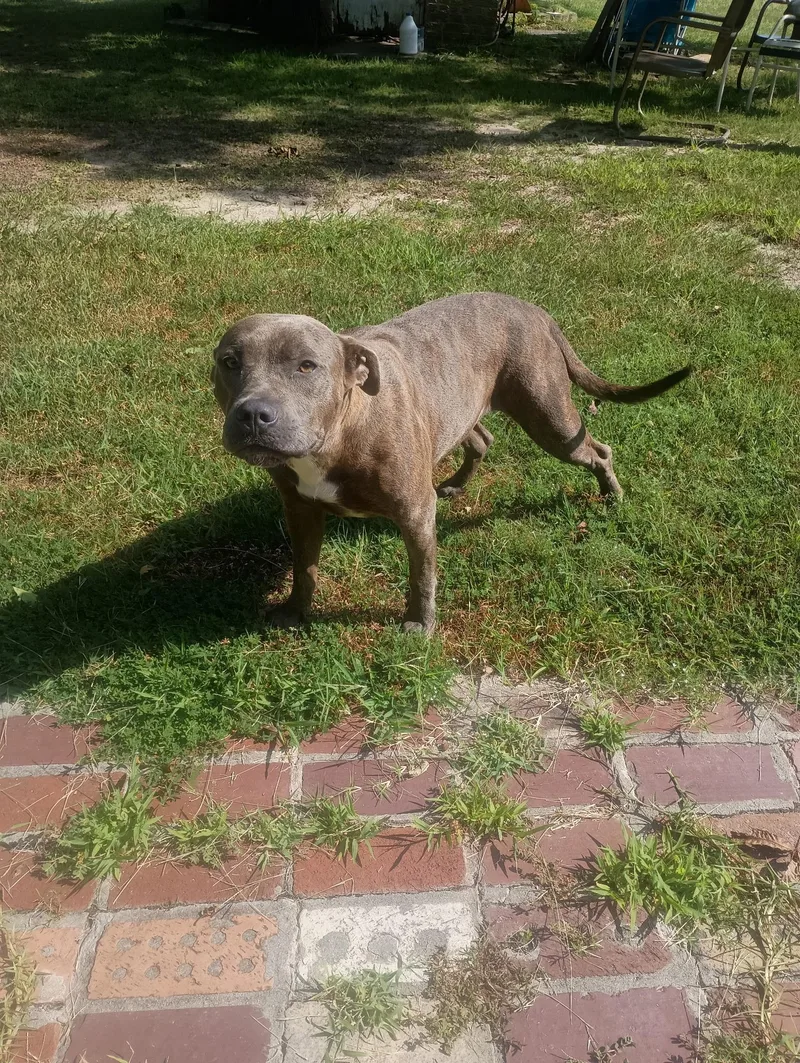 An adult medium-sized female Brindle Pit Bull Terrier dog named Mocha for adoption in Rogers, AR