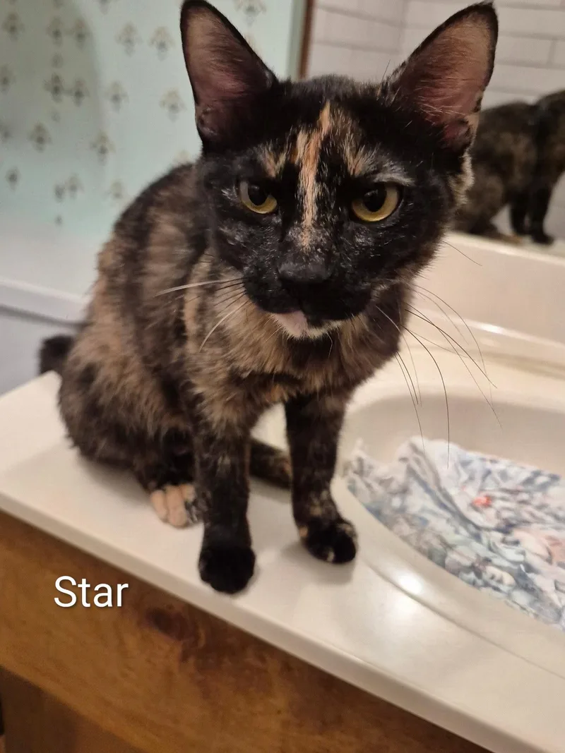 Star C ellison