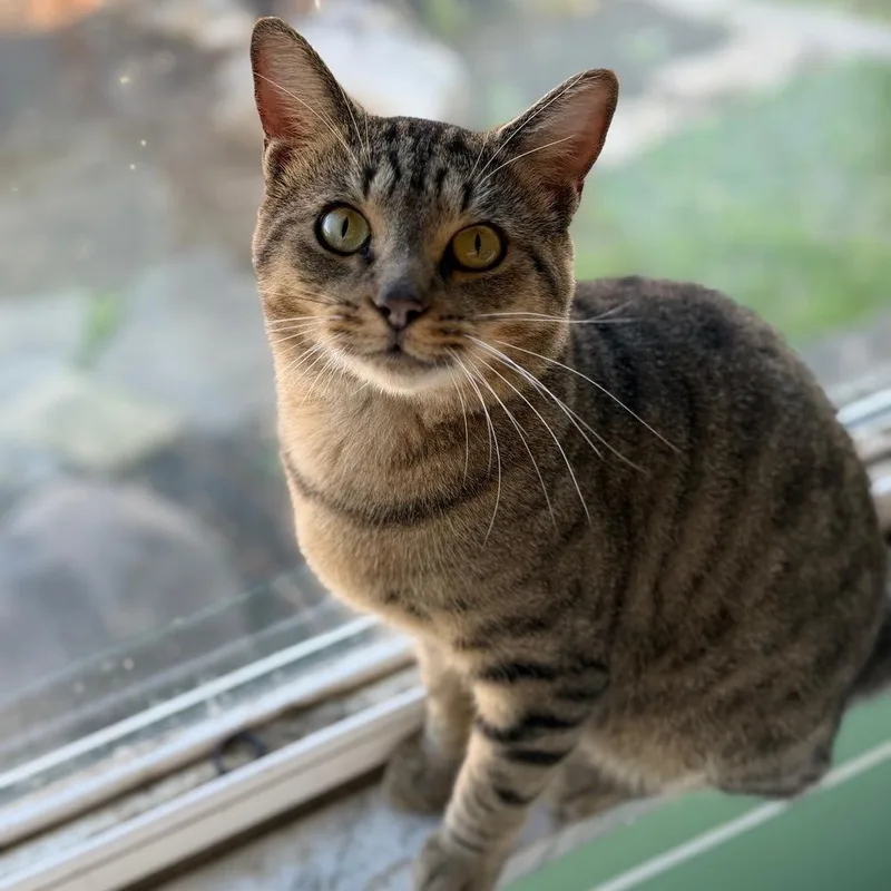 An adult medium-sized male Tabby (Brown / Chocolate) Domestic Short Hair cat named Pops for adoption in Columbus, OH