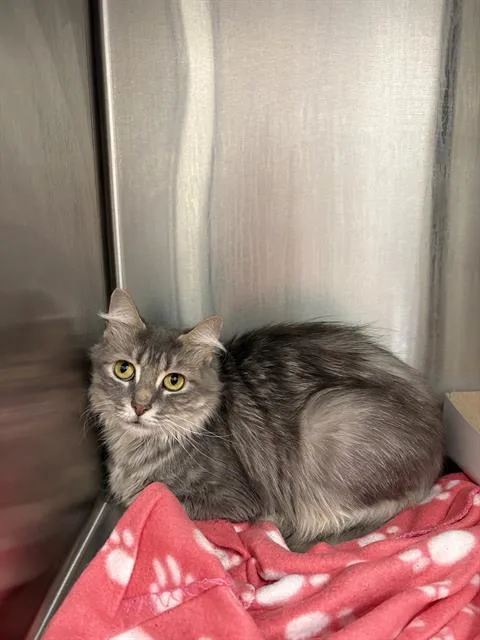 An adult small-sized female Domestic Short Hair cat named Wilma for adoption in Indianapolis, IN