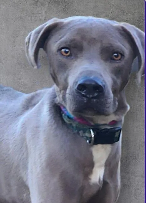 Renegade thumbnail 2