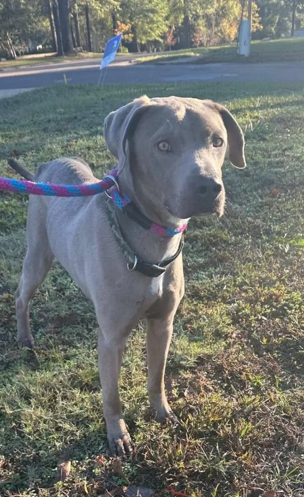 Renegade thumbnail 3