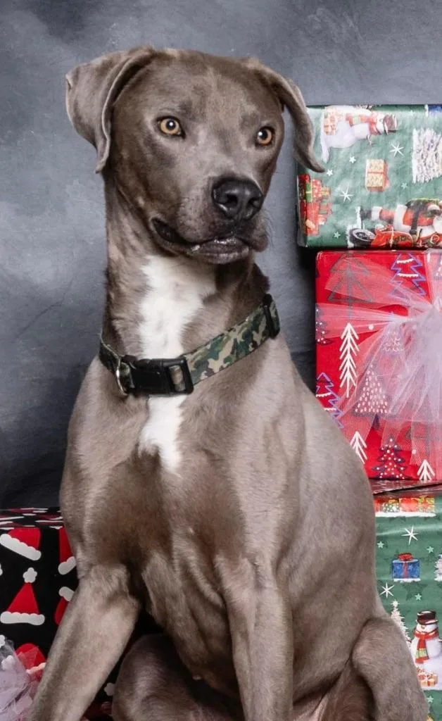 Renegade thumbnail 4