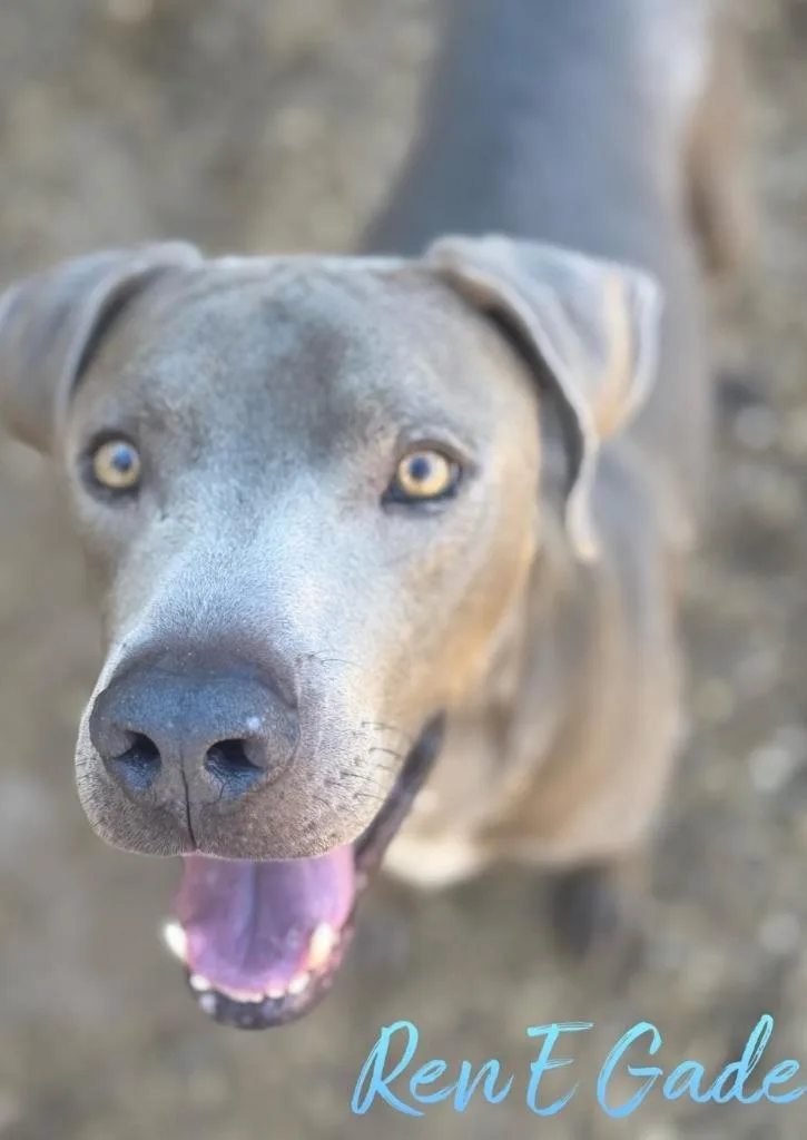 Renegade thumbnail 5