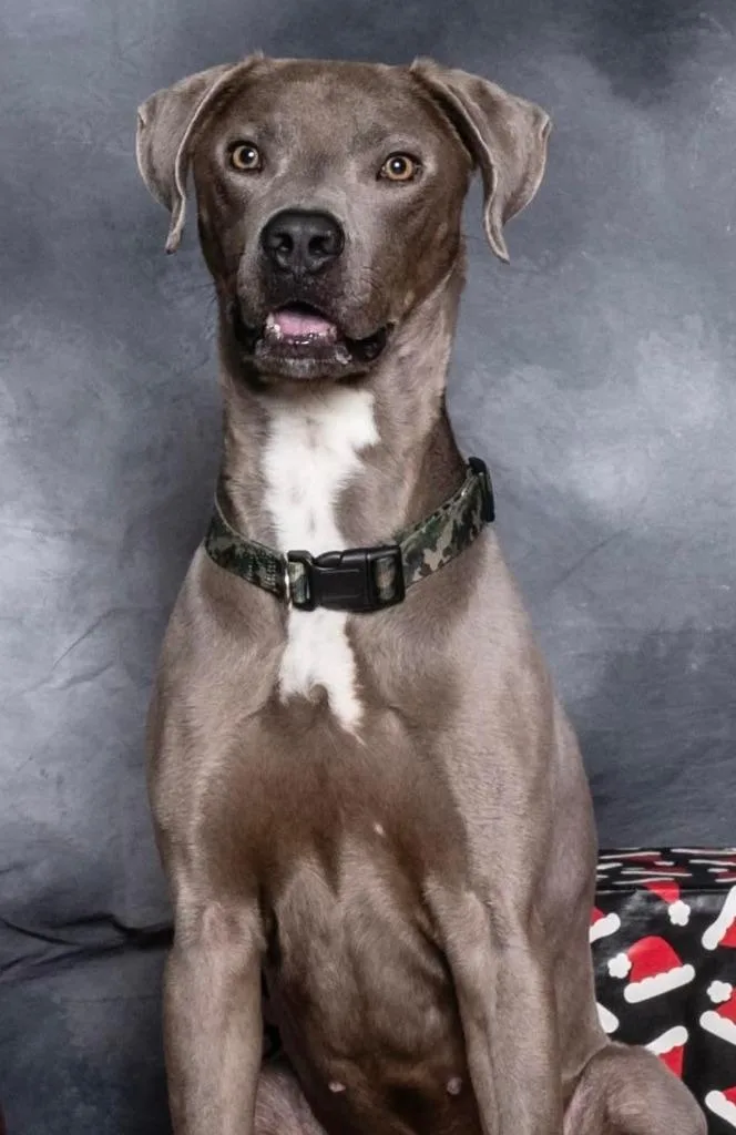 Renegade thumbnail 6