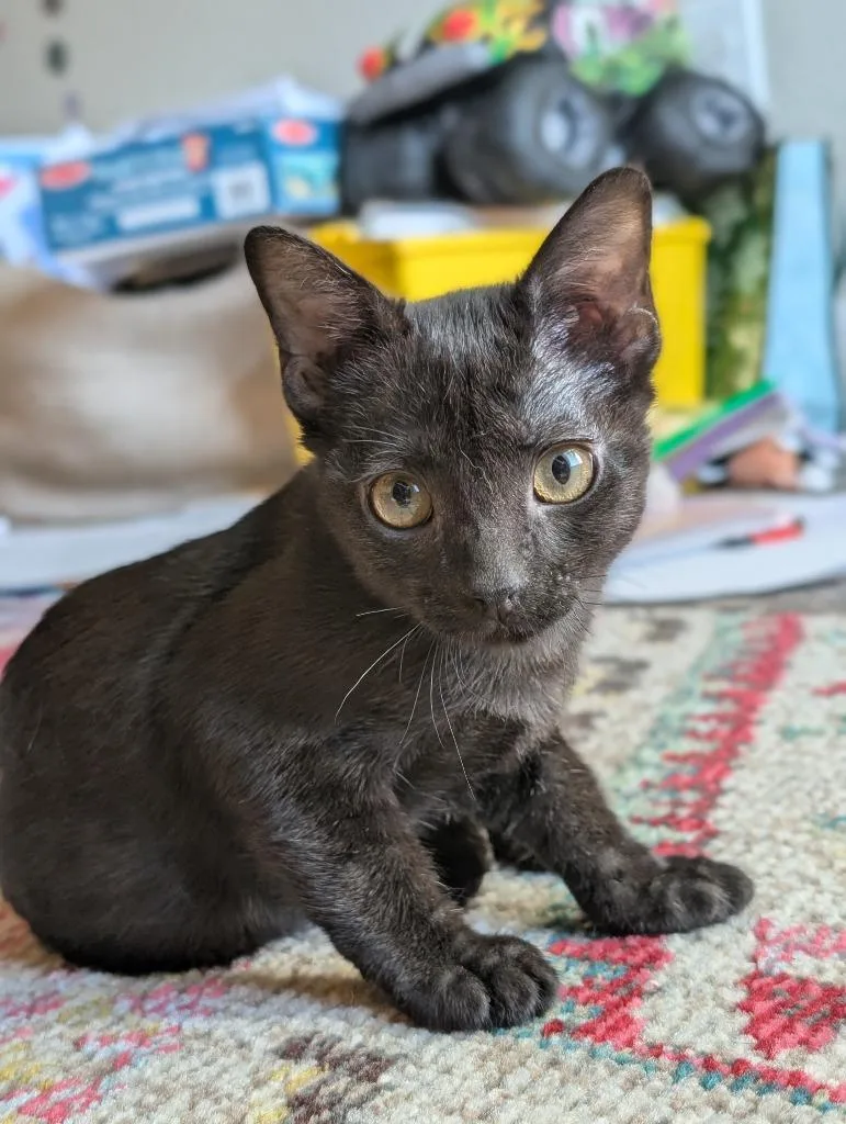 A baby small-sized female Domestic Short Hair cat named Salem for adoption in New Braunfels, TX