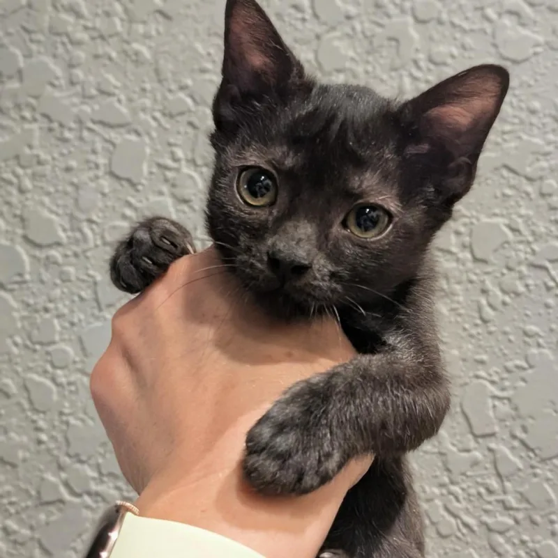 Salem thumbnail 2