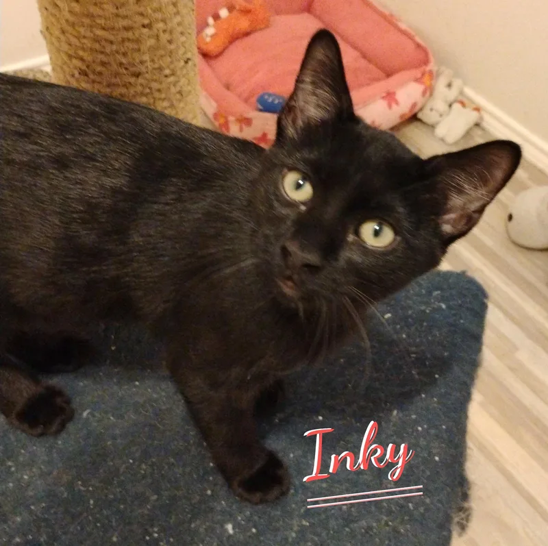 A baby medium-sized male Black Bombay cat named Inky patioposse for adoption in Houston, TX