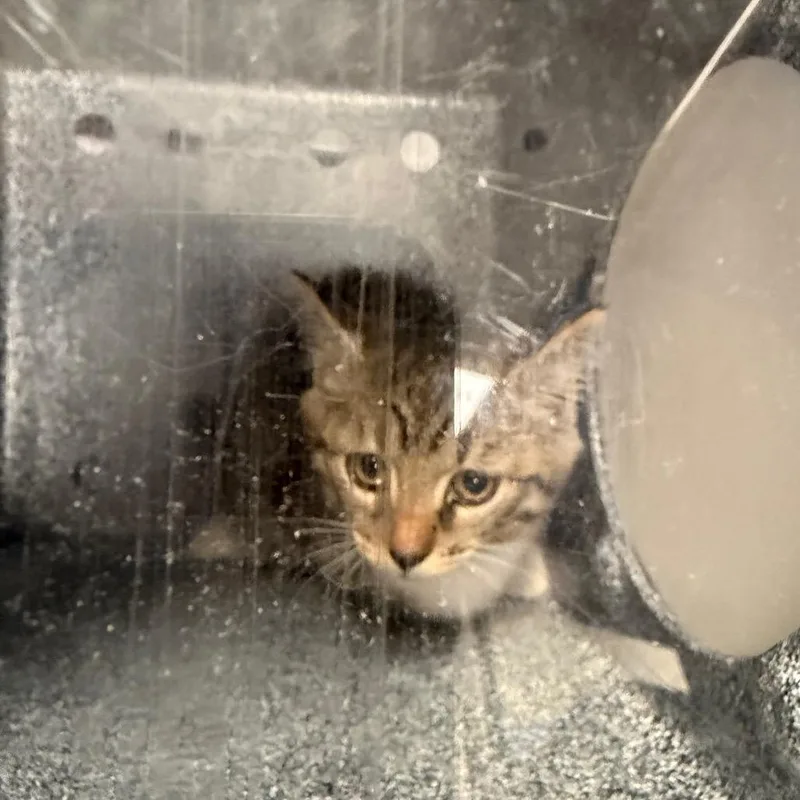 A baby small-sized female Brown / Chocolate Domestic Short Hair cat named Catini for adoption in Charlottesville, VA