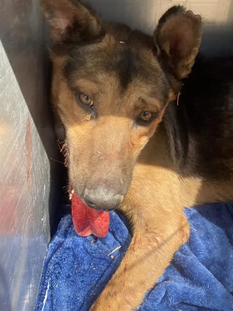 A young large-sized male German Shepherd Dog dog named Box for adoption in Dallas, TX