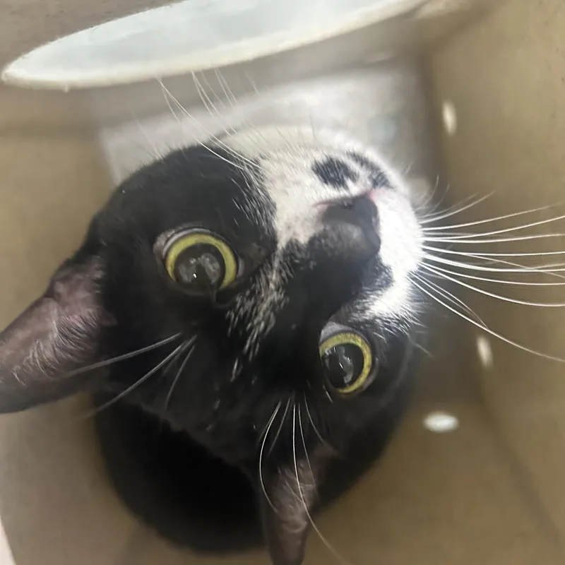 A senior large-sized female Black Domestic Short Hair cat named Oreo for adoption in Philadelphia, PA