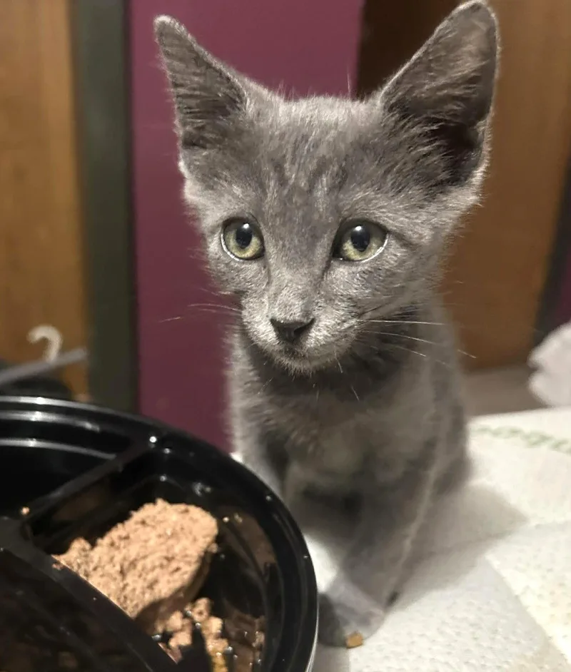A baby small-sized female Gray / Blue / Silver Domestic Short Hair cat named Thomasina C Buffington for adoption in Saunderstown, RI
