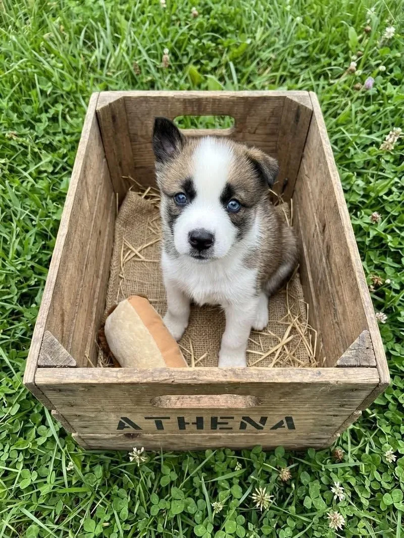 Athena thumbnail 2