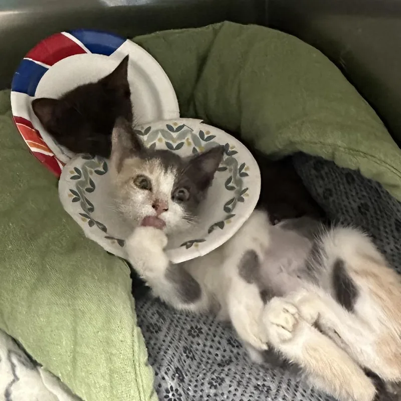 A baby small-sized female Calico Domestic Short Hair cat named Hehe for adoption in Gainesville, FL