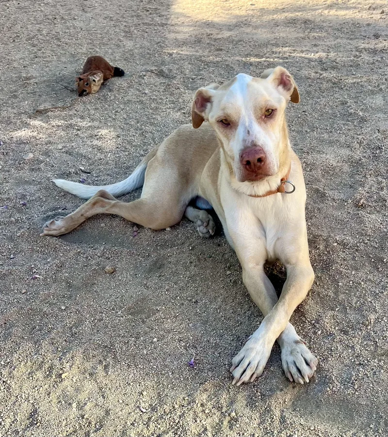 An adult medium-sized male Whippet dog named Bisquit for adoption in Lancaster, CA