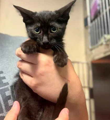 A baby small-sized male Domestic Short Hair cat named Big Bird for adoption in West Chester, PA