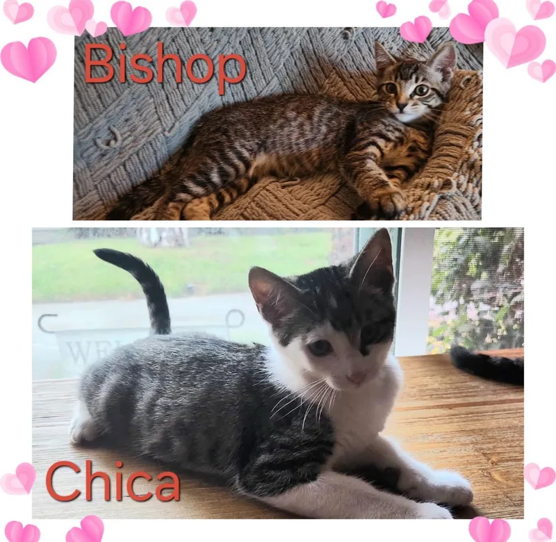 Bishee And Chica thumbnail 2