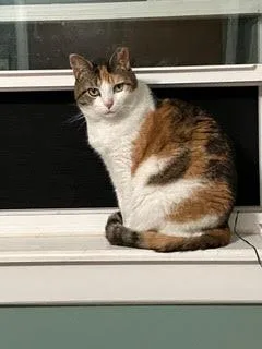 An adult large-sized female Calico cat named Luna for adoption in Morganton, NC