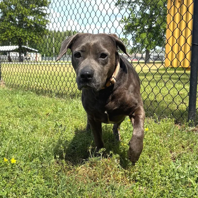 An adult medium-sized female Gray / Blue / Silver Pit Bull Terrier dog named Veda for adoption in Cabot, AR