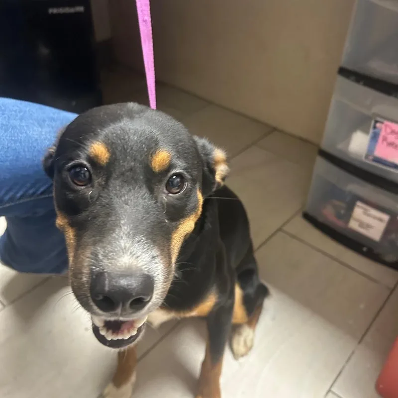 A baby medium-sized male Black Mixed Breed dog named Bounty for adoption in Lufkin, TX