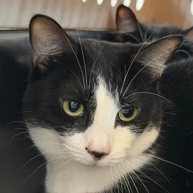 An adult medium-sized female Black Domestic Short Hair cat named Doja for adoption in Santa Barbara, CA