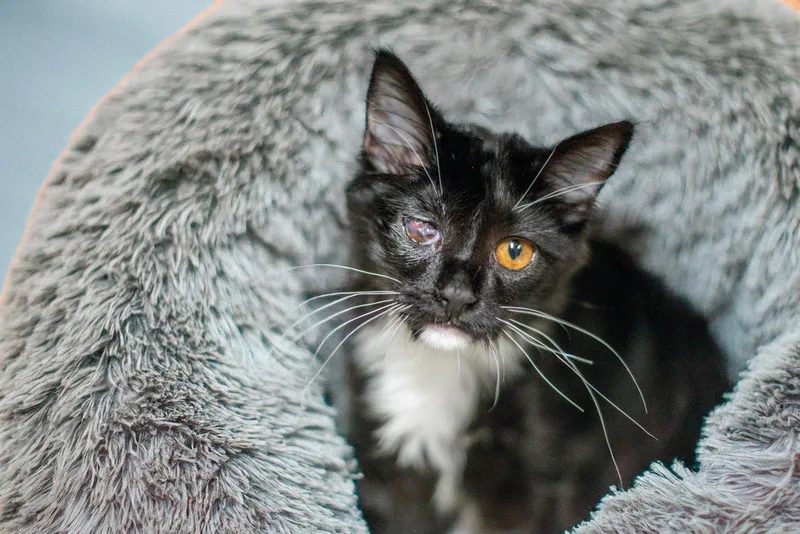 A young medium-sized male Domestic Short Hair cat named Odin for adoption in Hilton Head Island, SC