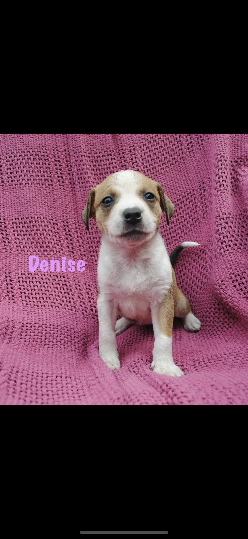 A baby medium-sized female Brown / Chocolate American Staffordshire Terrier dog named Denise for adoption in seaside heights, NJ