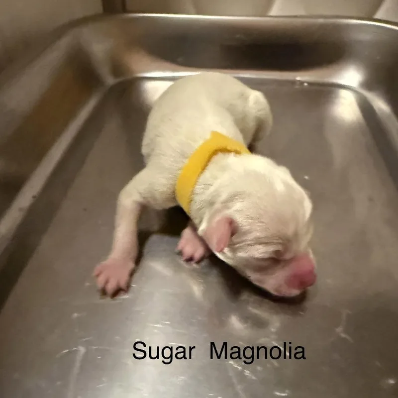 Sugar Magnolia