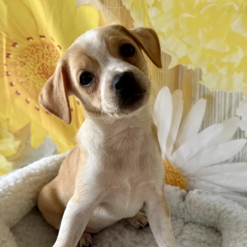 Sugar Magnolia thumbnail 3