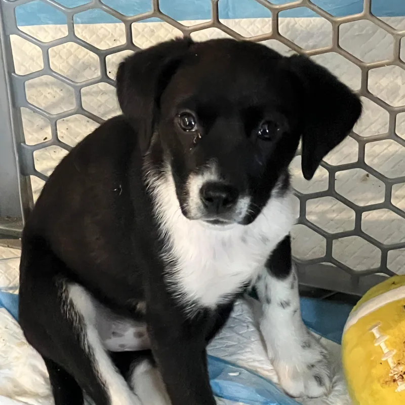 A baby large-sized female Black Labrador Retriever dog named Crumble for adoption in Davisburg, MI