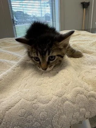 A young small-sized female Domestic Short Hair cat named Uhura for adoption in Lafayette, IN