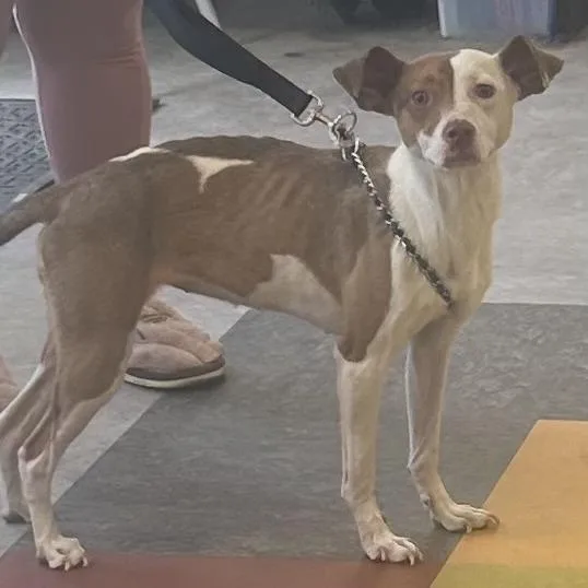 An adult medium-sized female Yellow / Tan / Blond / Fawn Mixed Breed dog named Cheesesteak for adoption in Philadelphia, PA