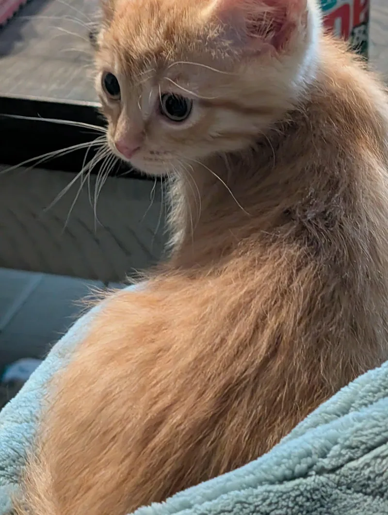 A baby small-sized male Domestic Short Hair cat named Boots MAH litter for adoption in Mexico, MO