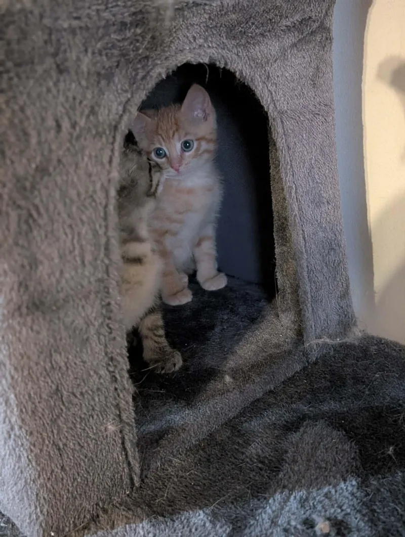 Boots MAH litter thumbnail 2