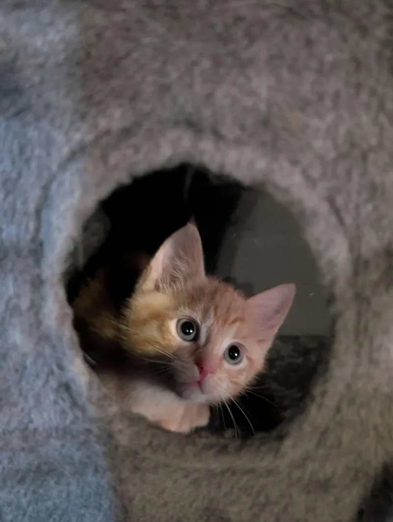 Boots MAH litter thumbnail 3