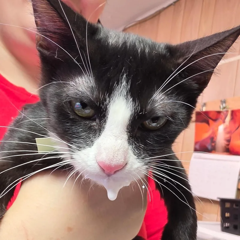 A baby small-sized female Black Domestic Short Hair cat named Low Rider for adoption in Leander, TX