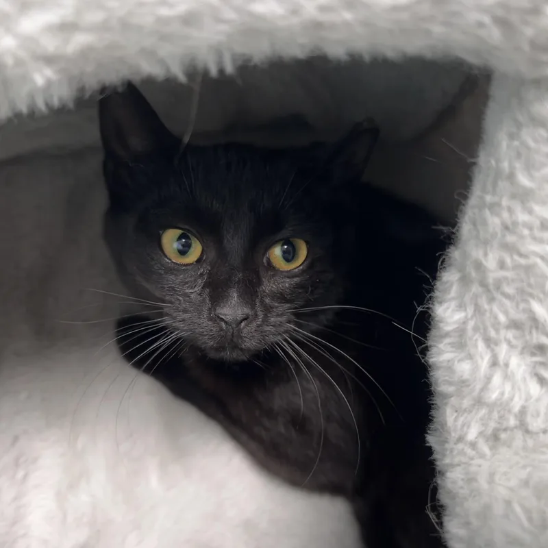 A baby medium-sized female Black Domestic Short Hair cat named Zinc for adoption in Grand Rapids, MI