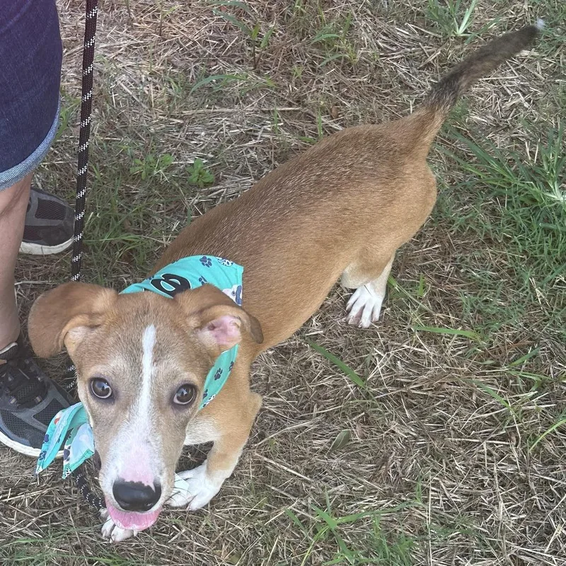 A baby small-sized female Mixed Breed dog named Mocha for adoption in Bennettsville, SC
