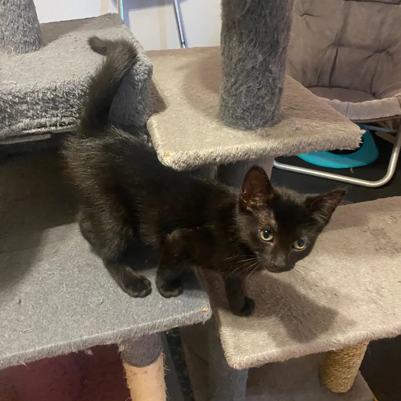 A baby small-sized female Black Domestic Short Hair cat named Bianca for adoption in Skokie, IL
