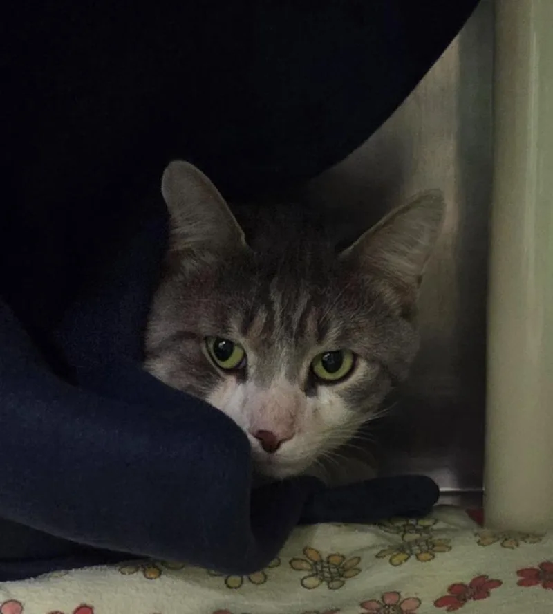 An adult medium-sized male Domestic Short Hair cat named Chrollo for adoption in Olean, NY