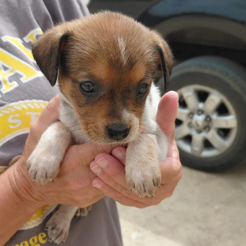 Stella