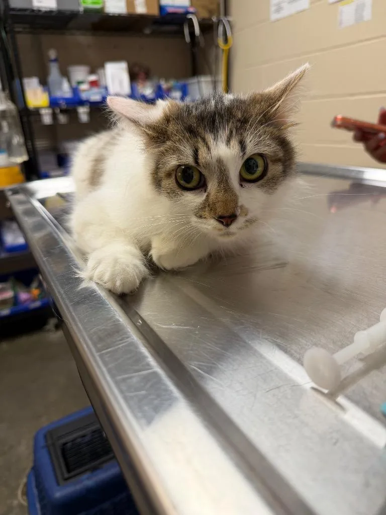 A young small-sized female Domestic Short Hair cat named Isabel for adoption in Wintersville, OH