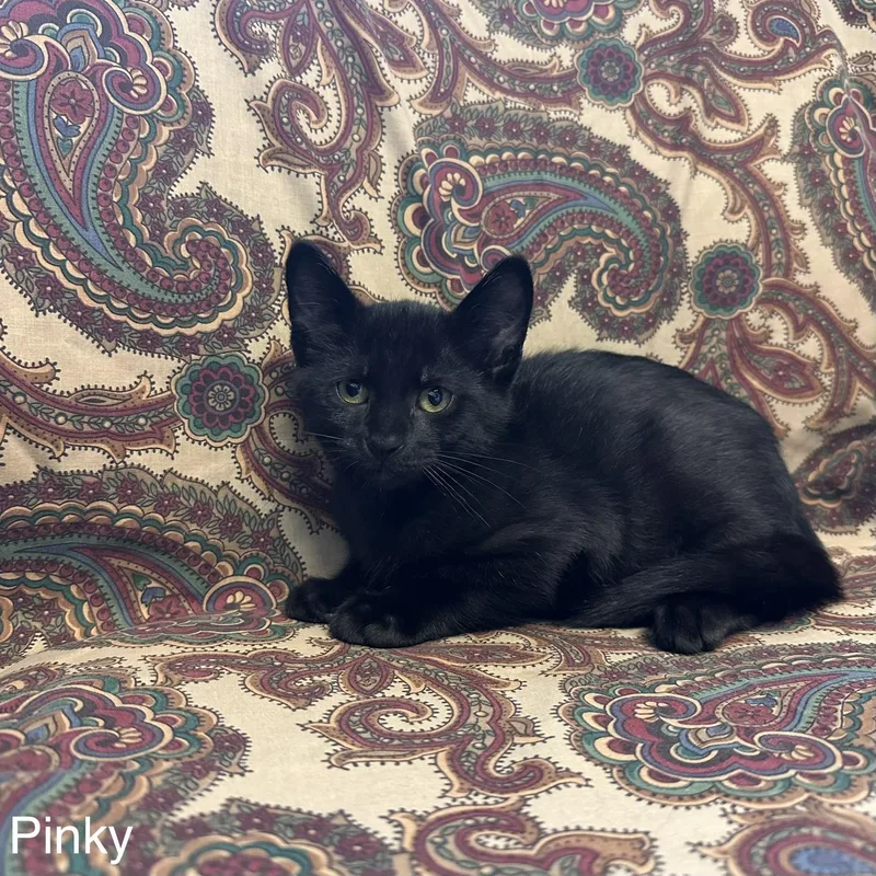 A young medium-sized male Black Domestic Short Hair cat named Pinky Phalanges Litter for adoption in East Northport, NY