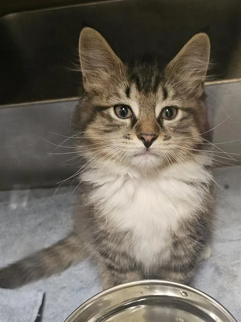 A baby medium-sized male Brown / Chocolate Domestic Medium Hair cat named Eeyore for adoption in Clyde, NC