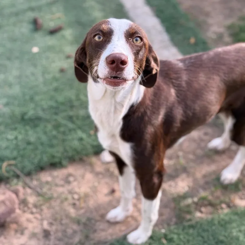 An adult medium-sized female Red / Chestnut / Orange Foxhound dog named Shiver for adoption in Fort Smith, AR