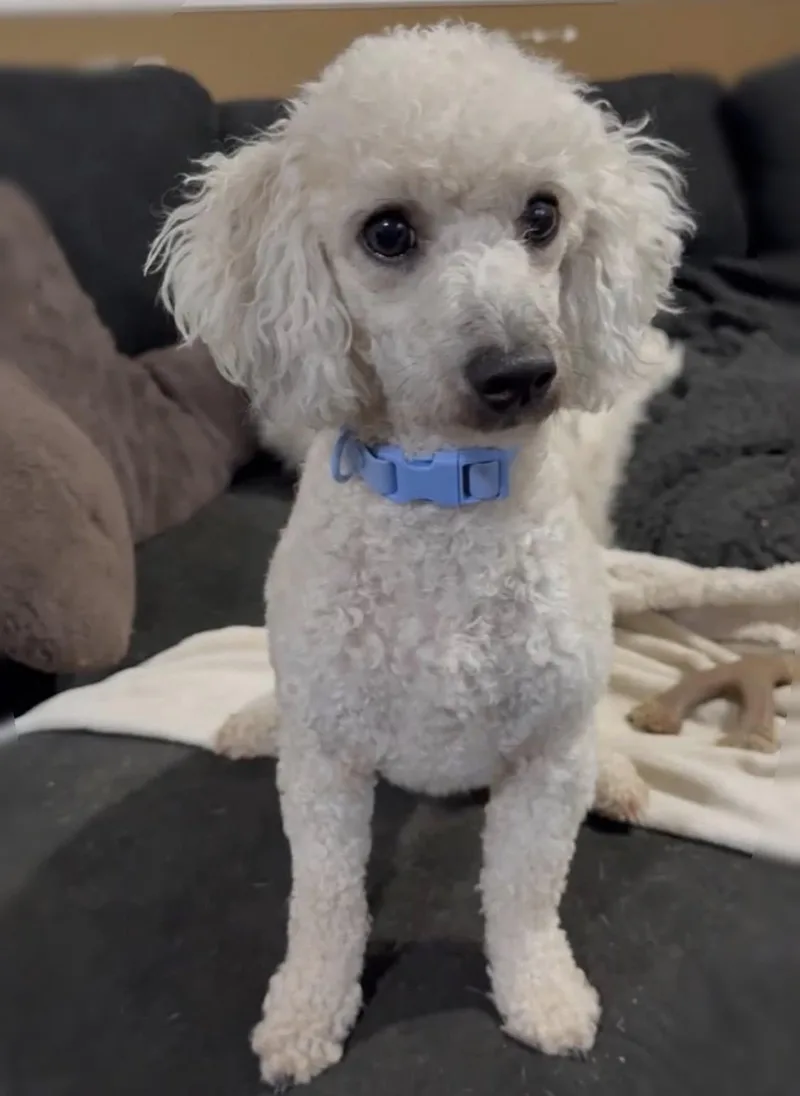 Olaf