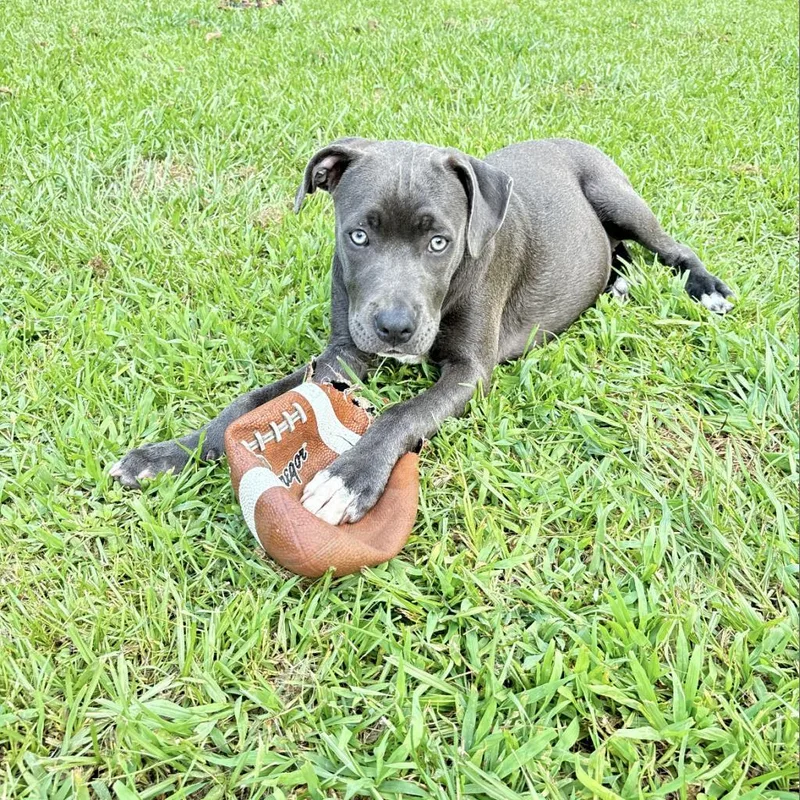 An adult medium-sized female Gray / Blue / Silver Pit Bull Terrier dog named Sarah for adoption in Irvington, AL