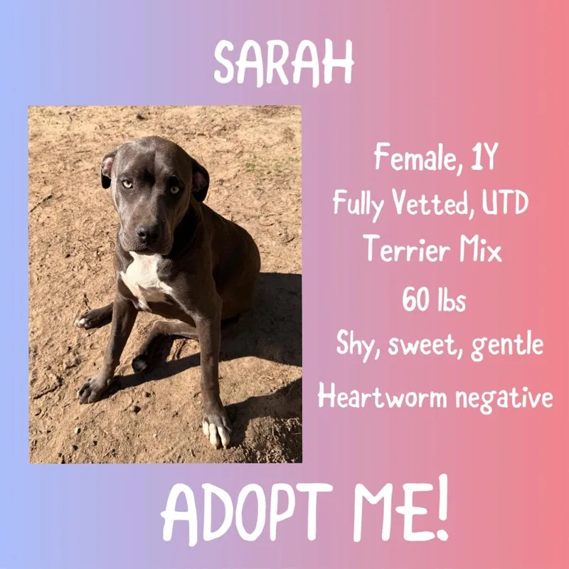 Sarah thumbnail 2