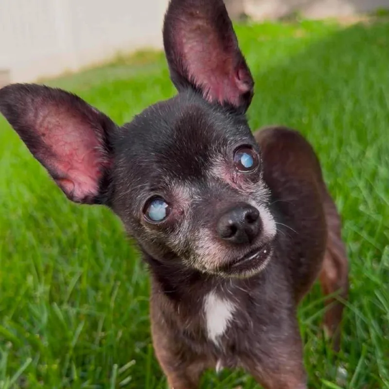 A senior small-sized female Black Chihuahua dog named Zoey for adoption in Buffalo, MN