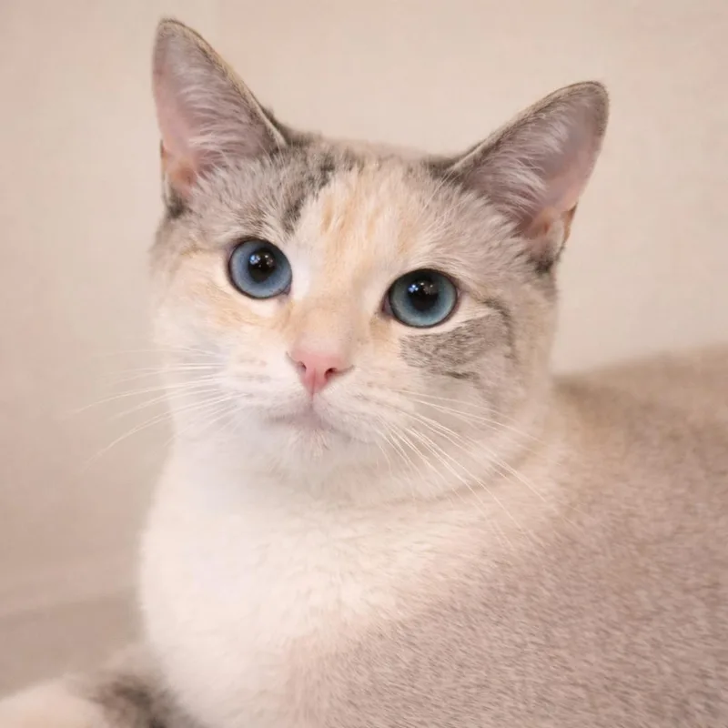 A young medium-sized female Cream / Ivory Siamese cat named Kiragive Her A Chance for adoption in Hillsboro, TX